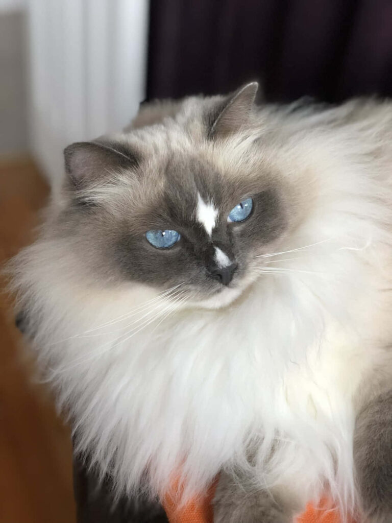 Adorable Ragdoll Cat Wallpaper: Cozy & Captivating Blue-Eyed Charm