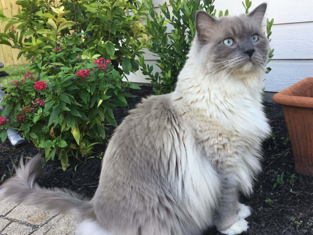 Charming Ragdoll Cat Wallpaper: Cozy Sunlight & Vibrant Nature