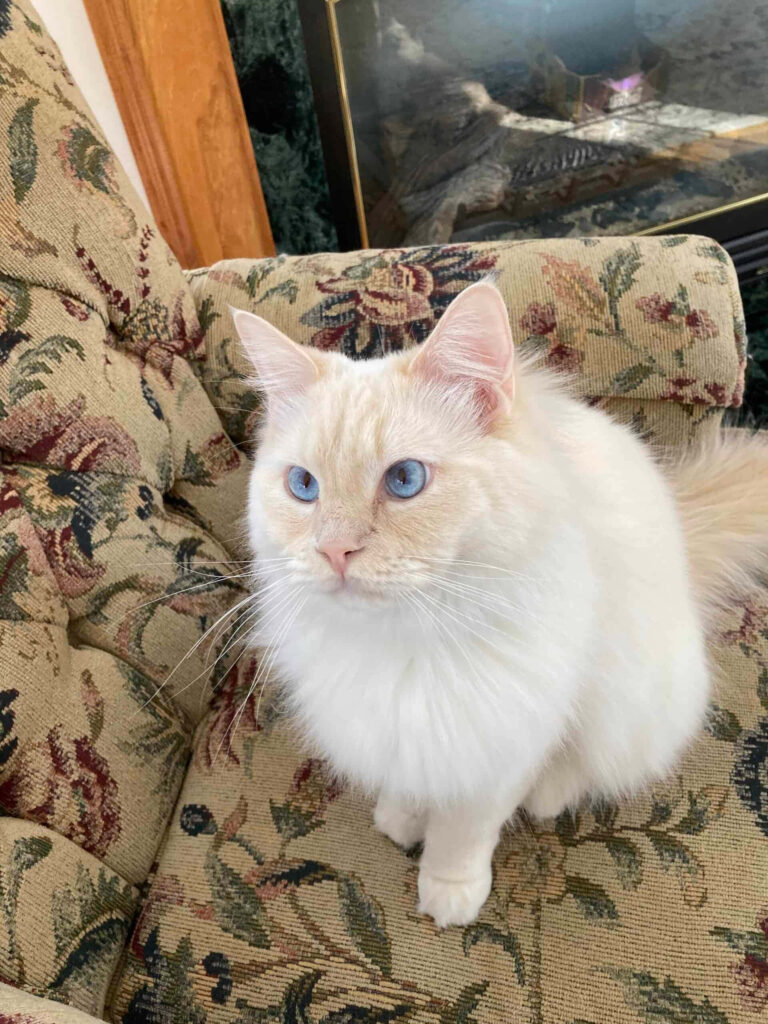 Serene Ragdoll Cat Wallpaper: Blue Eyes & Cream Coat Elegance