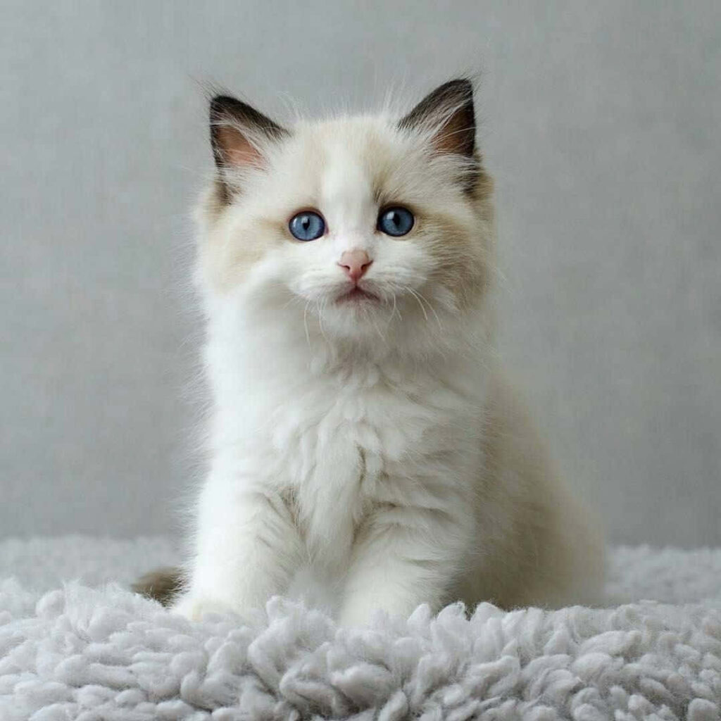 Adorable Ragdoll Cat Wallpaper: Blue Eyes & Fluffy Background