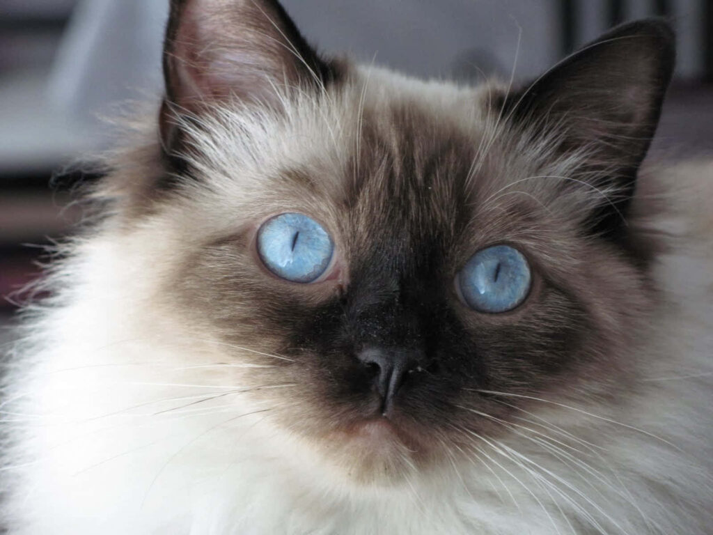 Adorable Ragdoll Cat with Blue Eyes - Plush Wallpaper Background