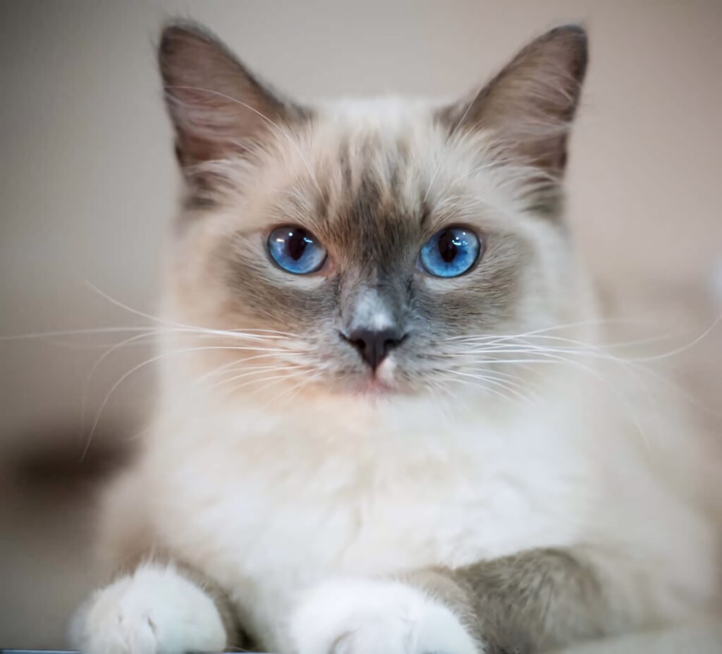 Charming Ragdoll Cat Wallpaper - Blue Eyes & Elegant Lounge Scene