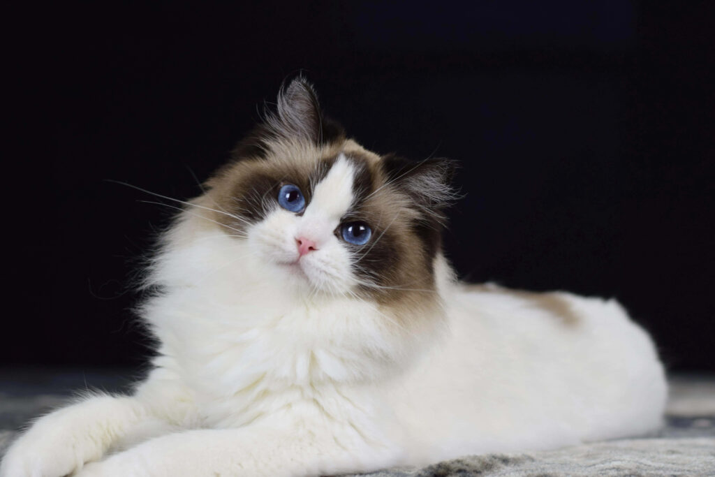 Stunning Ragdoll Cat Wallpaper: Adorable Blue-Eyed Feline Bliss