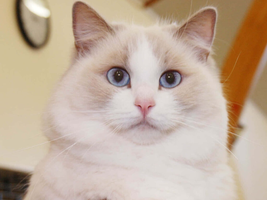 Charming Ragdoll Cat Wallpaper: Soft Cream Fur & Striking Blue Eyes