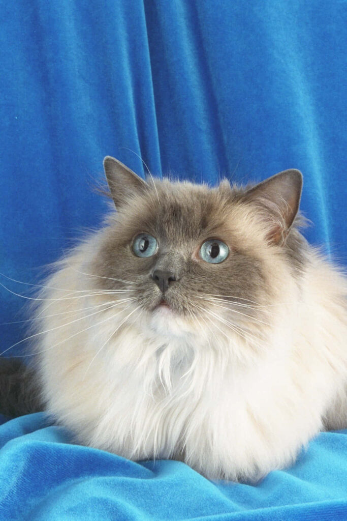 Adorable Ragdoll Cat with Blue Eyes: Cozy Wallpaper Background