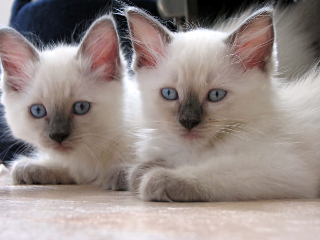 Cozy Ragdoll Cats Wallpaper: Soft Fur & Blue Eyes Indoor Serenity