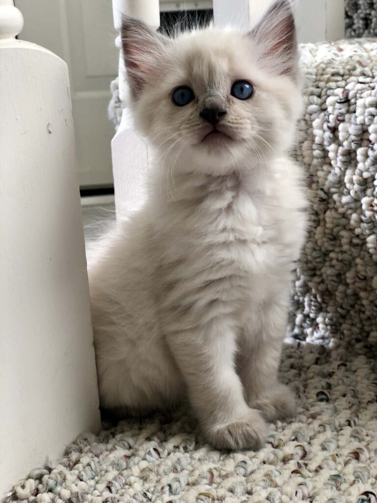 Adorable Ragdoll Kitten with Blue Eyes - Heartwarming Wallpaper Background