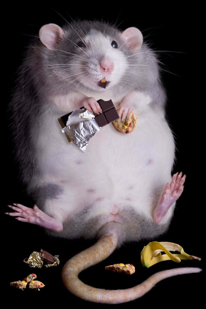 Playful Rat Wallpaper: Cute Critter Nibbling Chocolate Delight