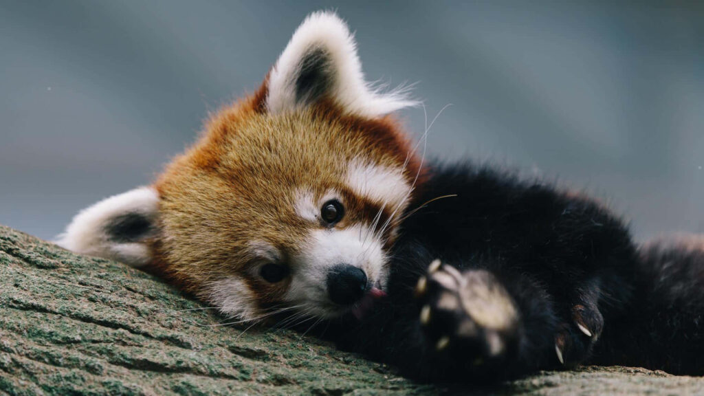 Adorable Red Panda Cub Relaxing on Tree Bark - Cozy Wallpaper