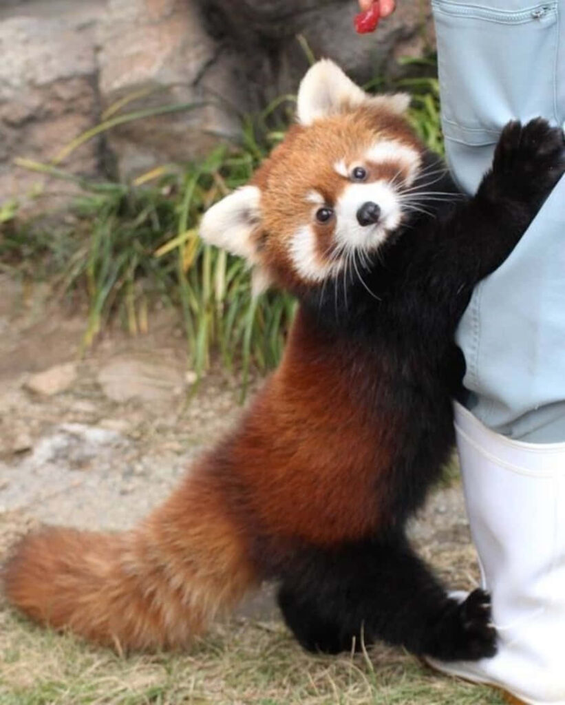 Heartwarming Red Panda Cuddles: Adorable Wallpaper Background
