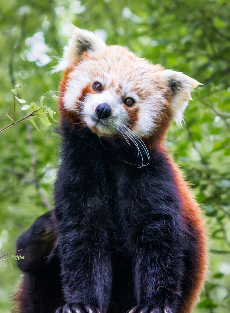 Charming Red Panda in Lush Green Background - Wildlife Wallpaper