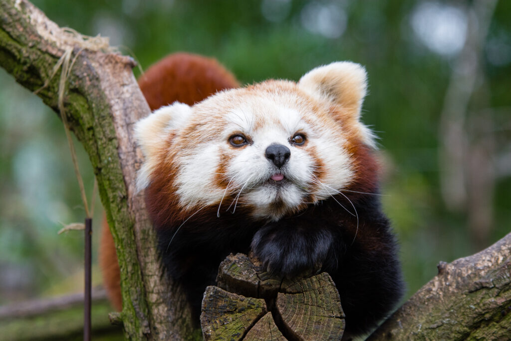Charming Red Panda Wallpaper: Distinctive Markings in a Forest Setting