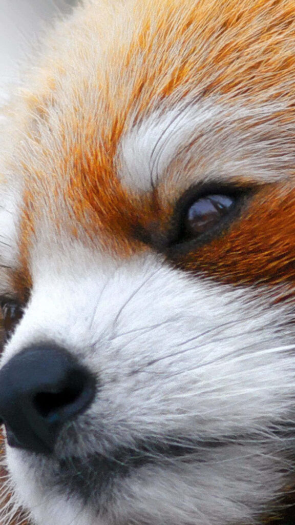 Charming Red Panda Close-Up: Fluffy Fur & Expressive Eyes Wallpaper