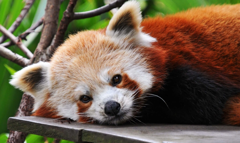Close-Up of Adorable Red Panda with Fluffy Fur and Greenery Background Wallpaper