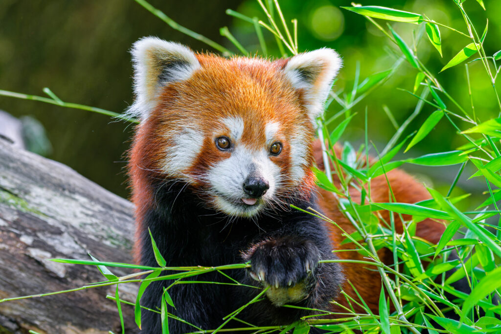 Playful Red Panda Wallpaper in Lush Green Background