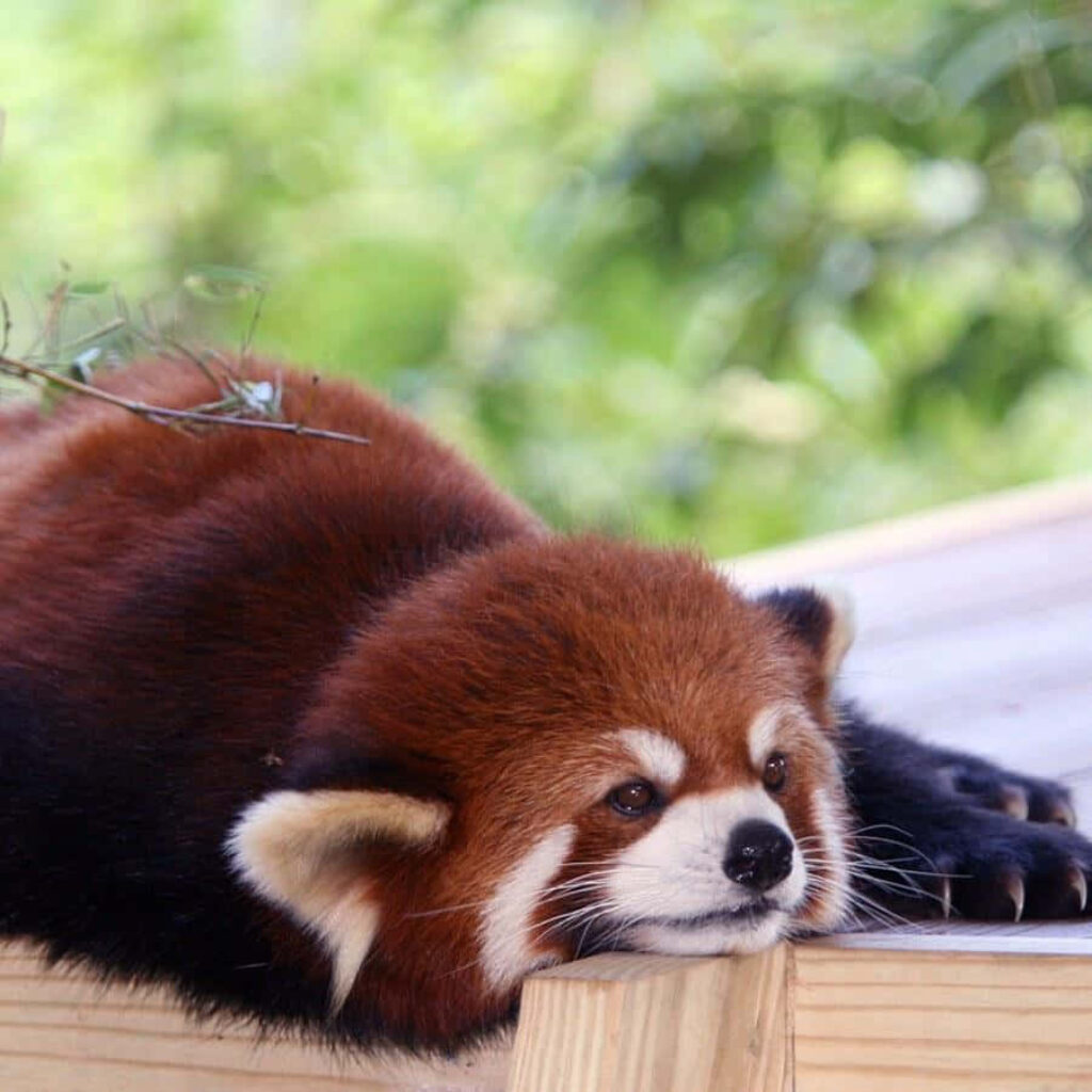 Adorable Red Panda on Wooden Platform: Cute Background Relaxation Wallpaper