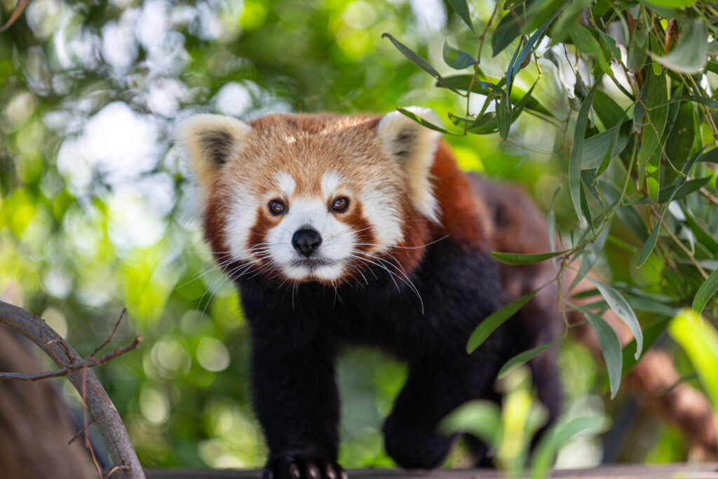 Adorable Red Panda Wallpaper Amidst Lush Greenery - Perfect for Animal Lovers