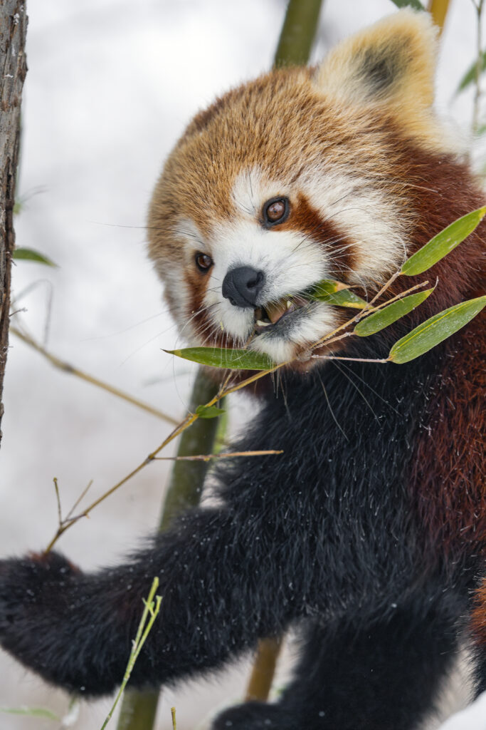 Red Panda Charm: Playful Wallpaper in a Wintry Scene