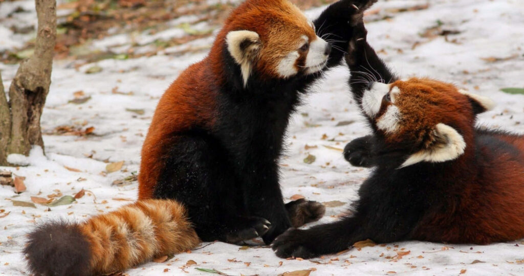 Adorable Red Pandas Play in Snow: Energetic Winter Frolic Wallpaper