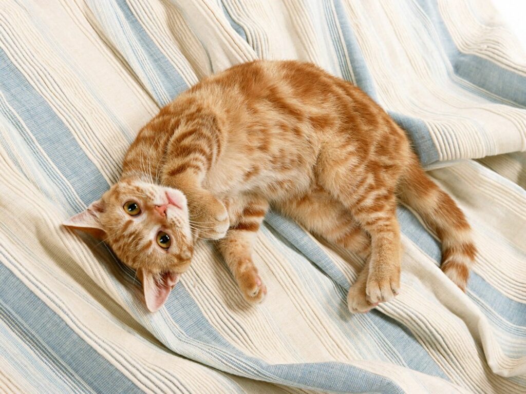 Playful Red-Striped Kitten on Cozy Striped Fabric Wallpaper