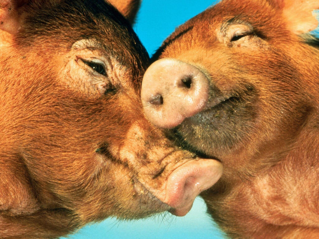 Adorable Duroc Pigs Snuggling Under Vibrant Blue Sky Wallpaper