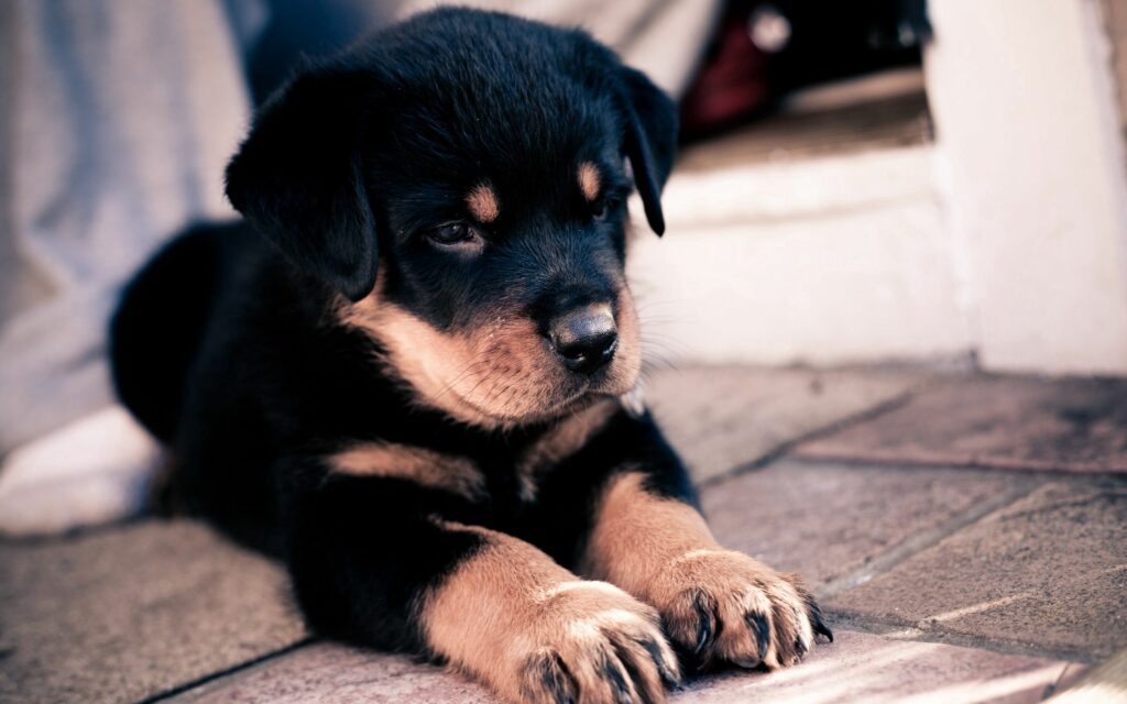Adorable Rottweiler Puppy Wallpaper - Cozy 2560x1600 Background