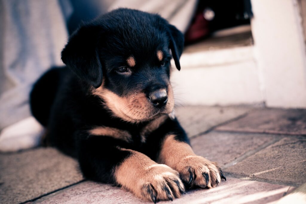 Charming Rottweiler Puppy Wallpaper: Soft Fur & Gentle Expression