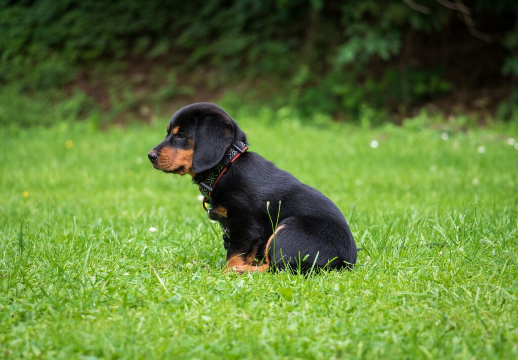 Adorable Rottweiler Puppy on Lush Green Grass - Cute Wallpaper