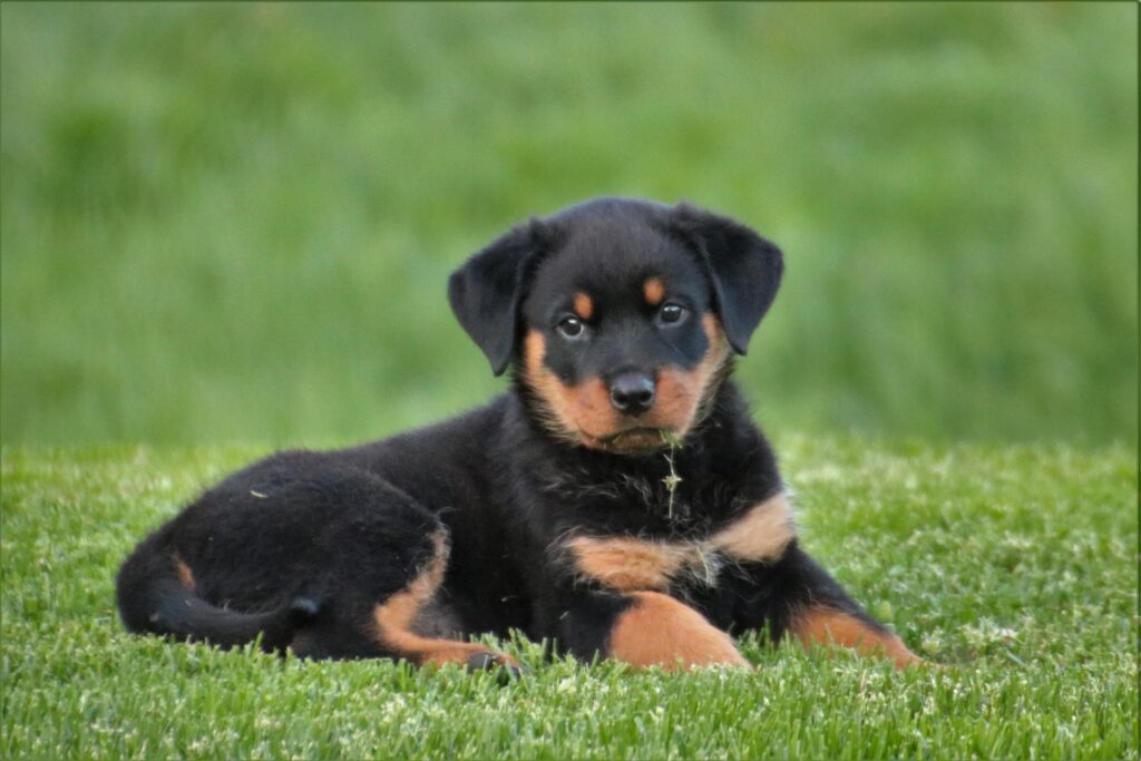 Adorable Rottweiler Puppy on Lush Green Lawn - High-Res Wallpaper