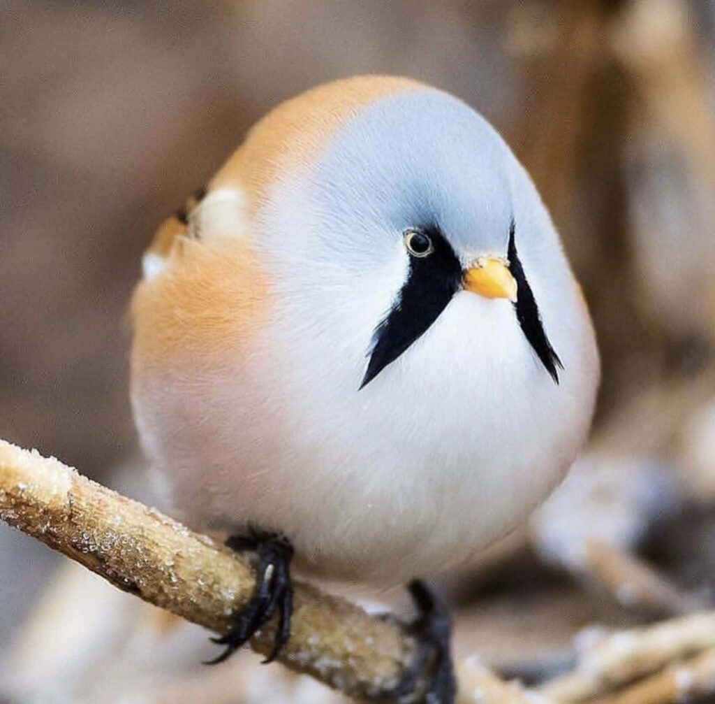 Charming Close-Up of a Cute Round Bird on a Branch Wallpaper