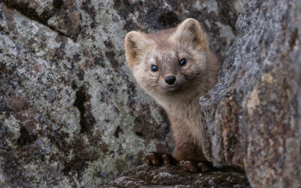 Adorable Sable Peeking from Rocky Burrow in Charming Wildlife Scene Wallpaper