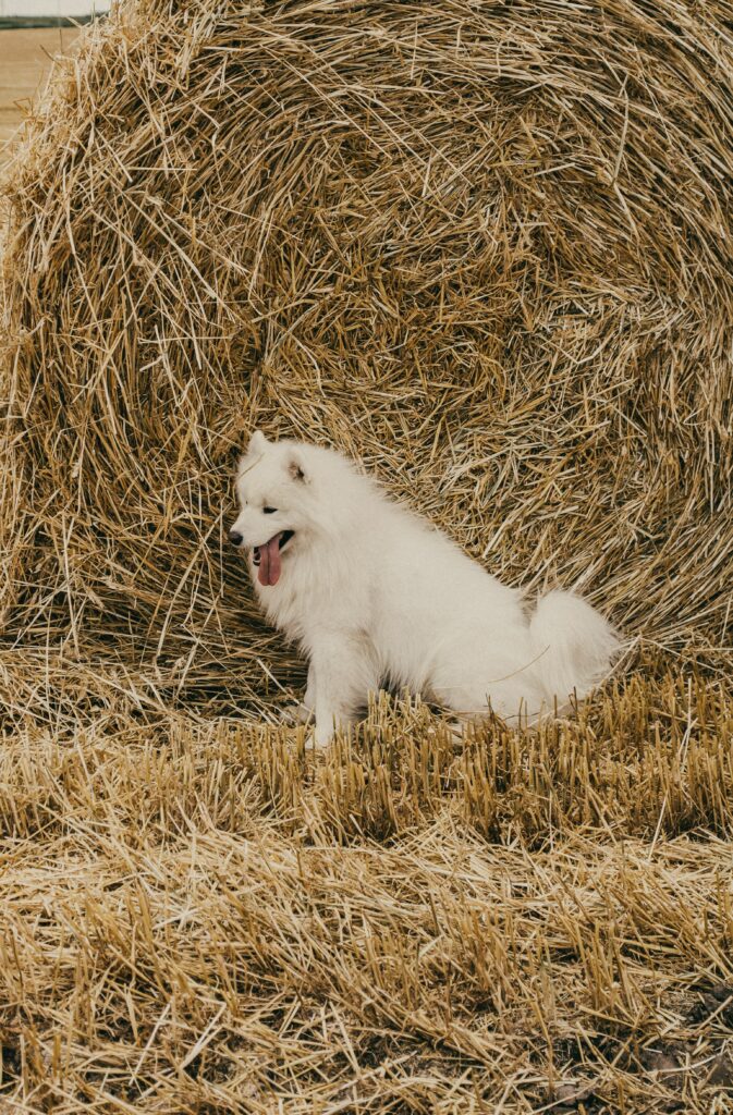 Cute Samoyed Dog Joyfully Lying in Hay - Rustic Charm Wallpaper