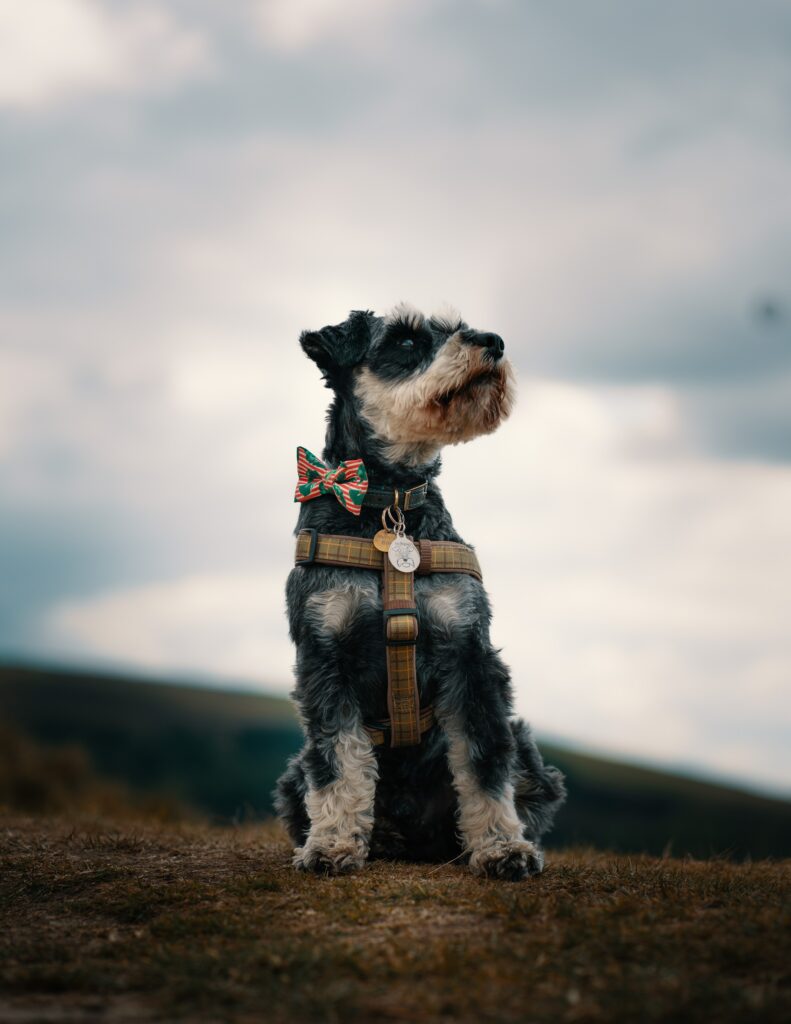 Charming Schnauzer Wallpaper: Adorable Dog in Serene Outdoor Setting
