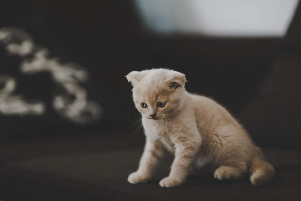 “Adorable Scottish Fold Kitten Wallpaper - Perfect for Cat Lovers”