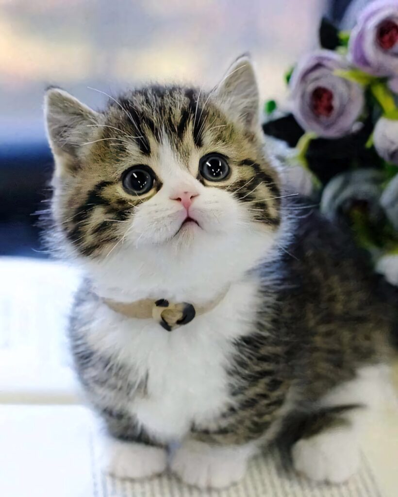 Charming Scottish Fold Kitten Wallpaper with Floral Accents