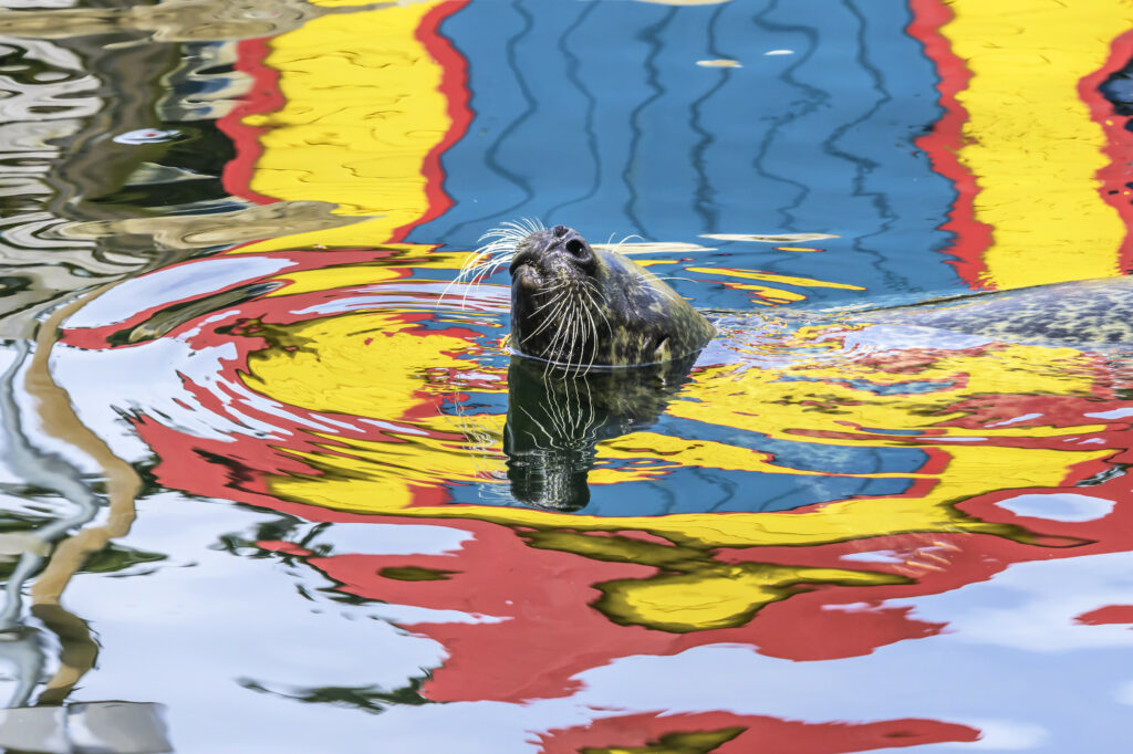 Vibrant Seal Wallpaper: Charming Aquatic Scene with Colorful Reflections