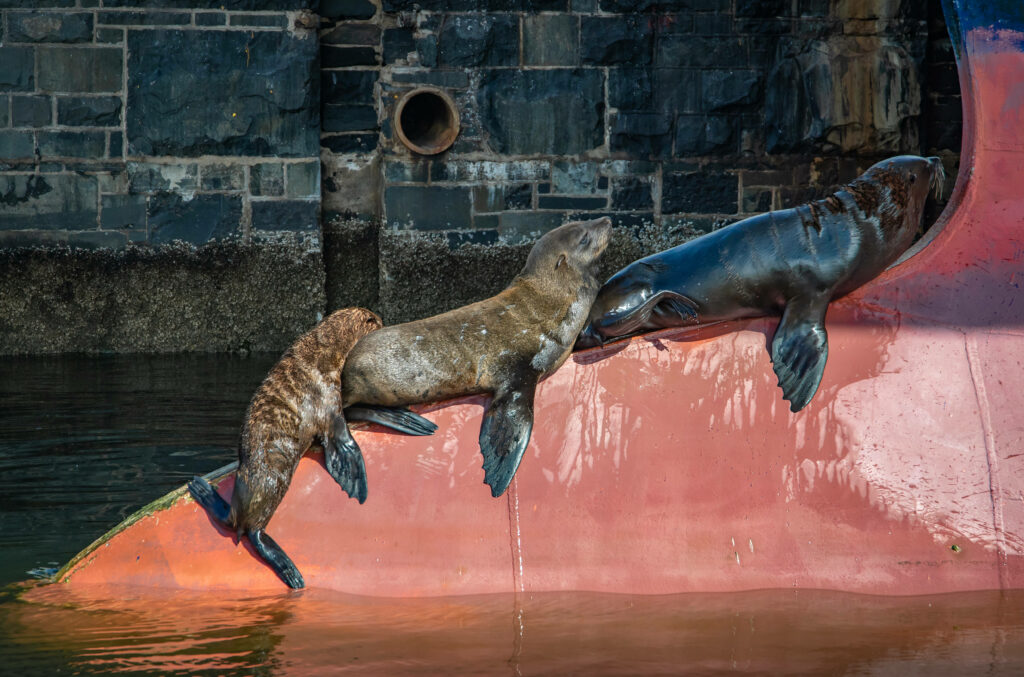Tranquil Seals on Vibrant Surface - Charming Background Wallpaper