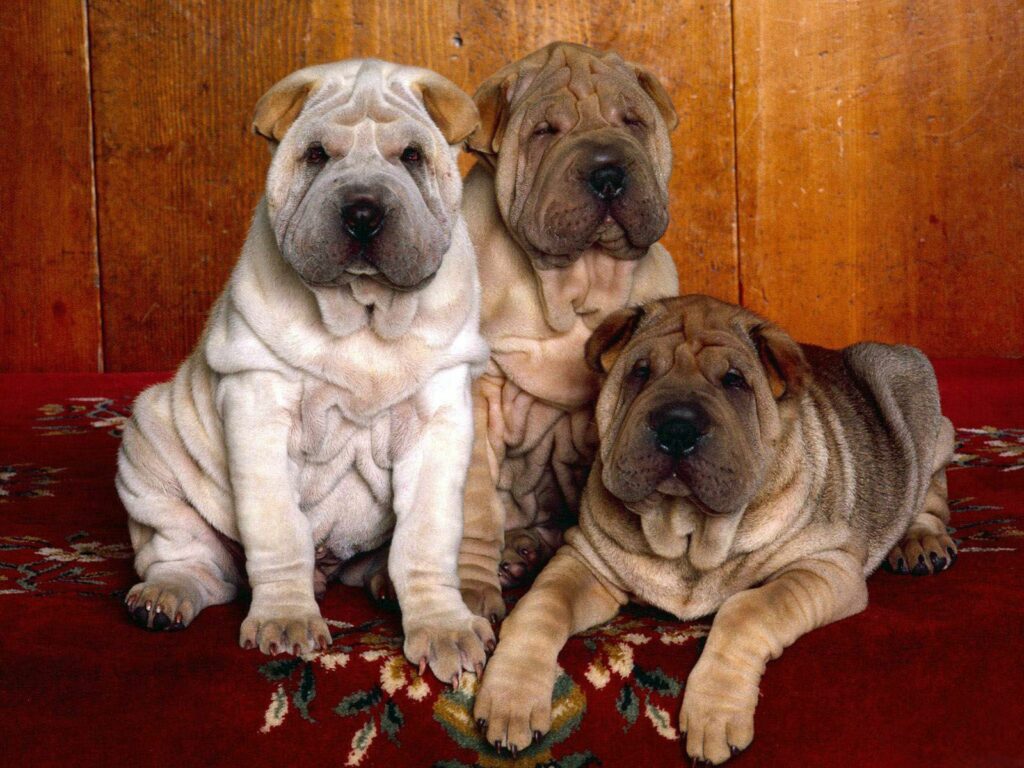 Adorable Shar Pei Puppies on Patterned Rug - Warm Wooden Backdrop Wallpaper
