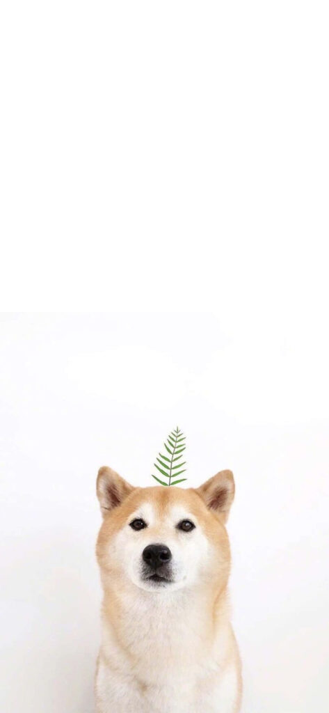 Charming Shiba Inu Wallpaper with Leaf on Minimalist Background