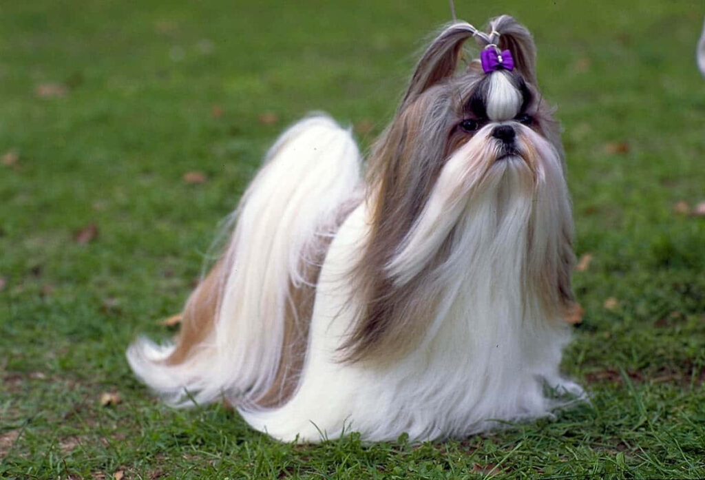 Majestic Shih Tzu Posing Gracefully amidst Scenic Backdrop Wallpaper