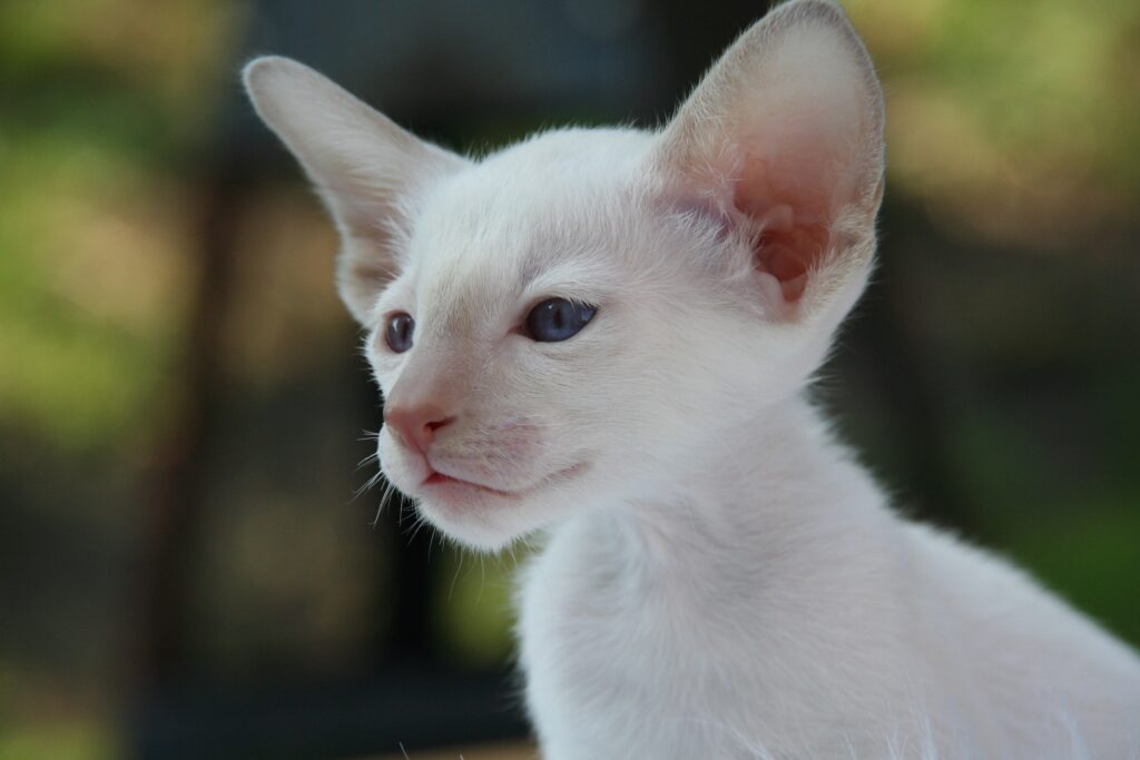 Charming Siamese Kitten Close-Up: Blue Eyes & Delicate Features Wallpaper