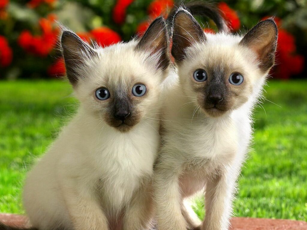Adorable Siamese Kittens on Green Lawn with Red Flowers - Cute Wallpaper