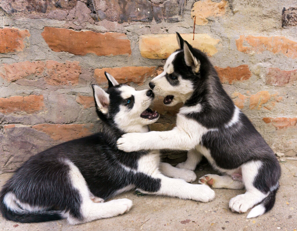Charming Siberian Husky Puppies Playfully Interacting on Brick Background Wallpaper