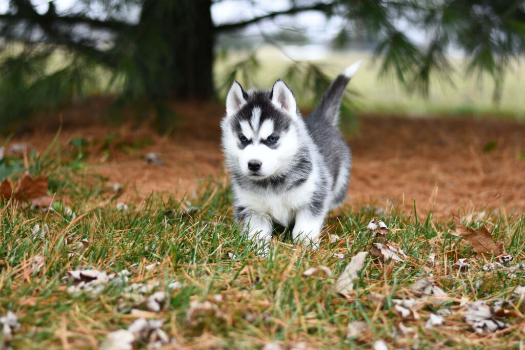 Adorable Siberian Husky Puppy Exploring Grassy Background Wallpaper