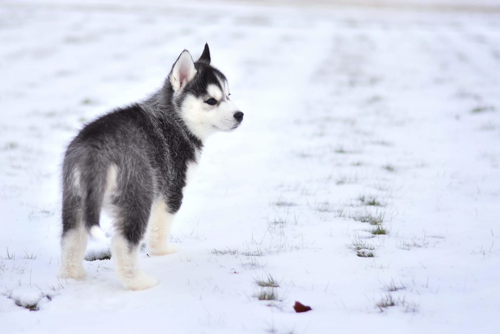 Adorable Siberian Husky puppy with black white coat exploring snowy field serene winter scene Wallpaper