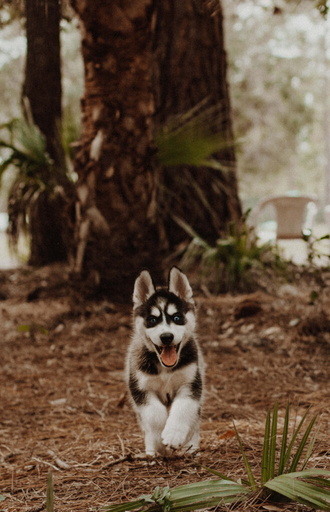 Adorable Siberian Husky Puppy Joyfully Running in Forest Background Wallpaper