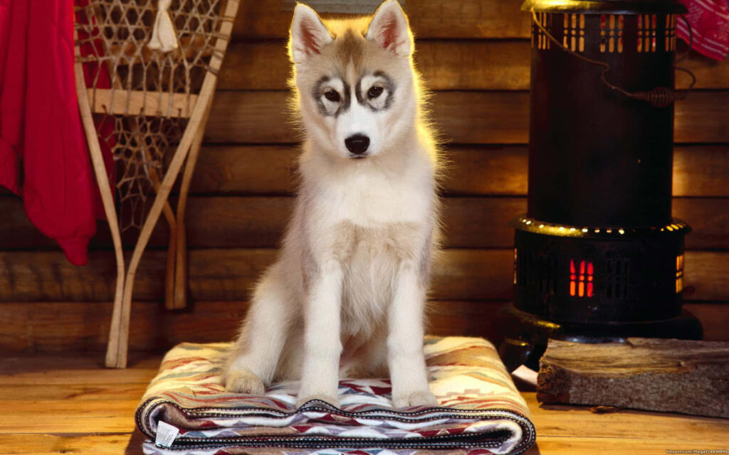 Adorable Siberian Husky Puppy on Cozy Blanket - Rustic Decor Background Wallpaper