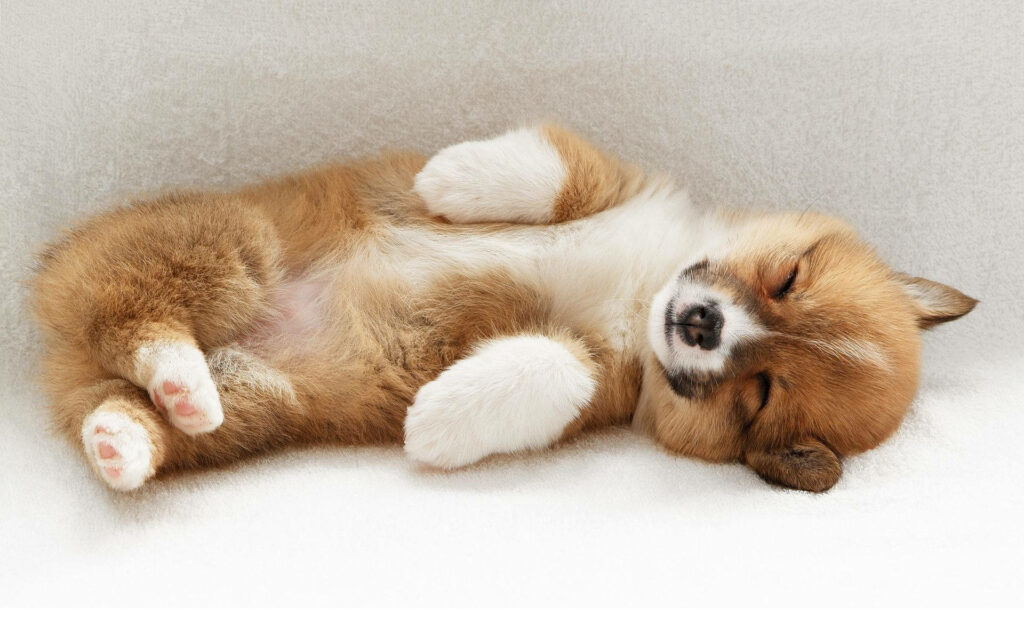 Charming Corgi Wallpaper: Sleeping Puppy on Soft White Background