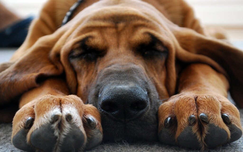 Adorable Sleeping Dog Wallpaper - Cute Close-Up 1920x1200