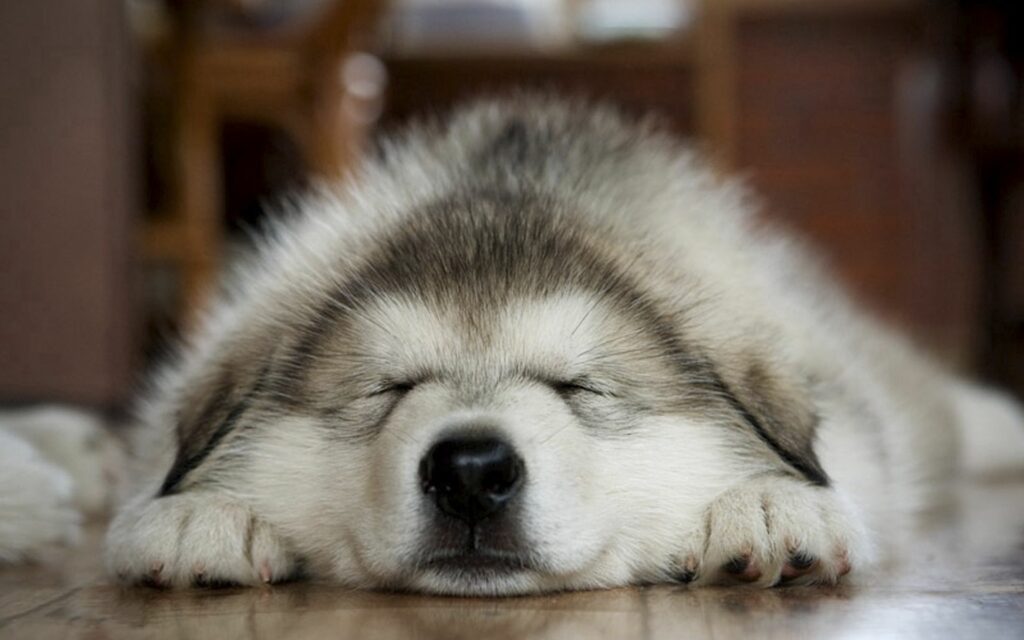 Adorable Sleeping Dog Wallpaper: Fuzzy Muzzle & Serene Vibes